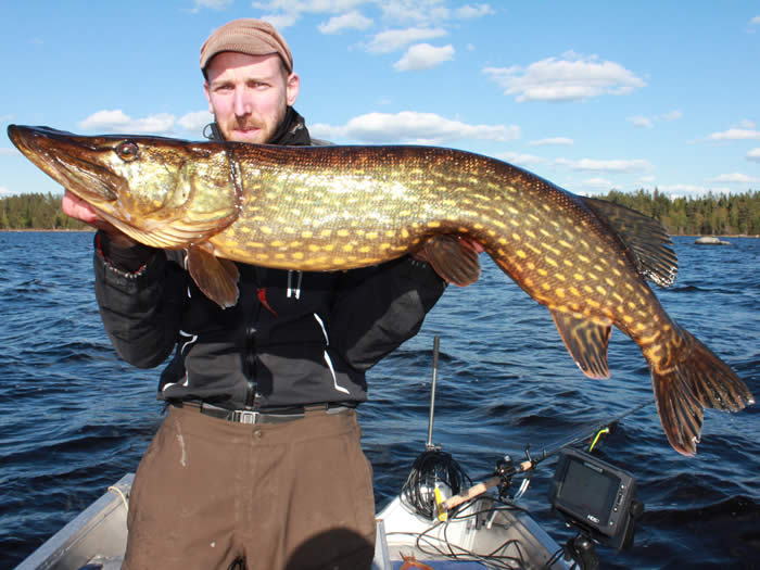 Hecht-Angeln in Smaland (Schweden) am Ruskensee - Angler mit Fisch