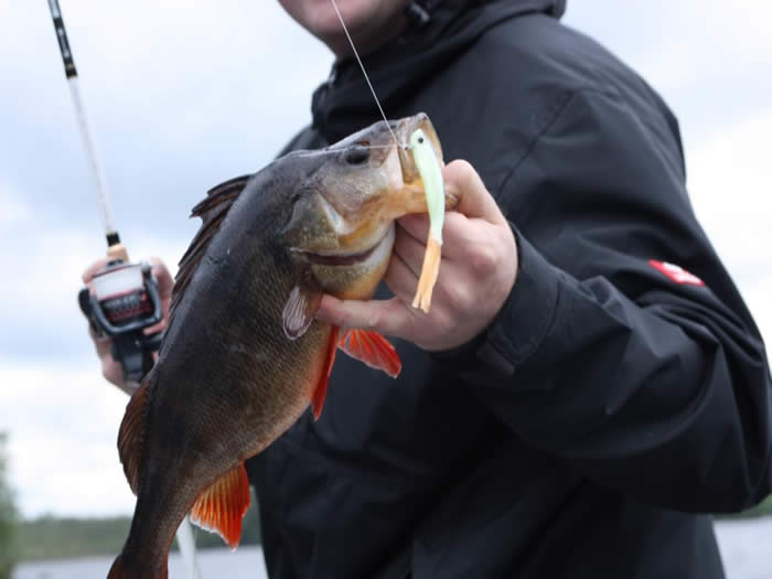 Angeln in Schweden - Smaland: Fischfang im See Vrigstadsan