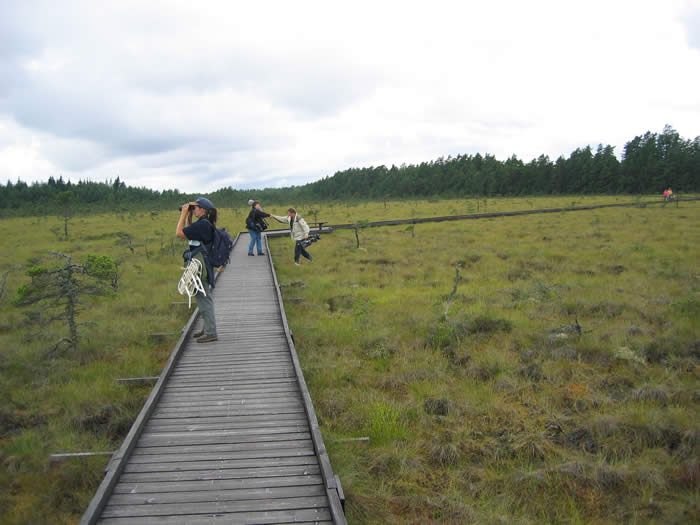 Nationalpark Store Mosse - großes Moorgebiet in Smaland - Schweden